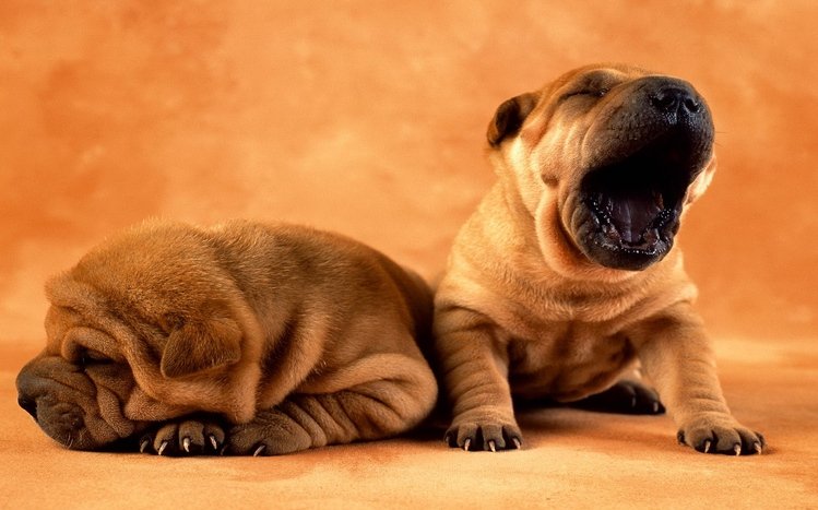 Shar Pei Theme screenshot #2