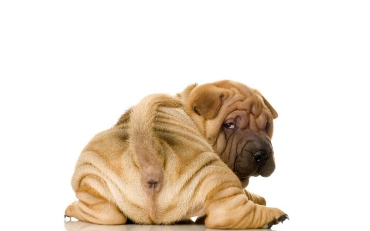 Shar Pei Theme screenshot #3