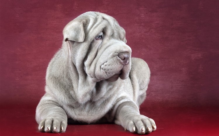 Shar Pei Theme screenshot #4