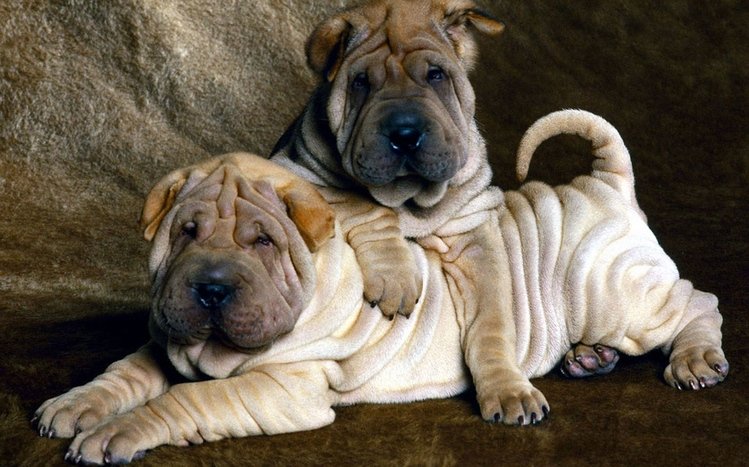 Shar Pei Theme screenshot #7