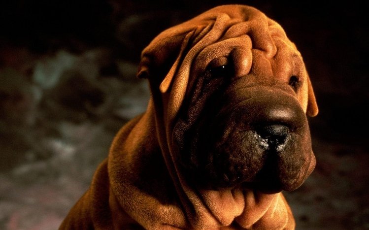 Shar Pei Theme screenshot #8