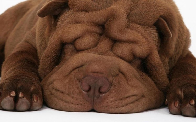 Shar Pei Theme screenshot #9