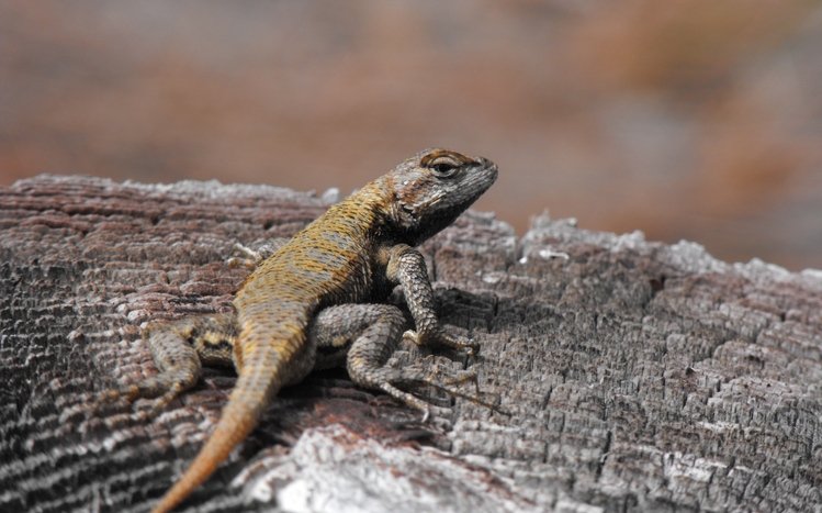 Reptile Theme screenshot #1