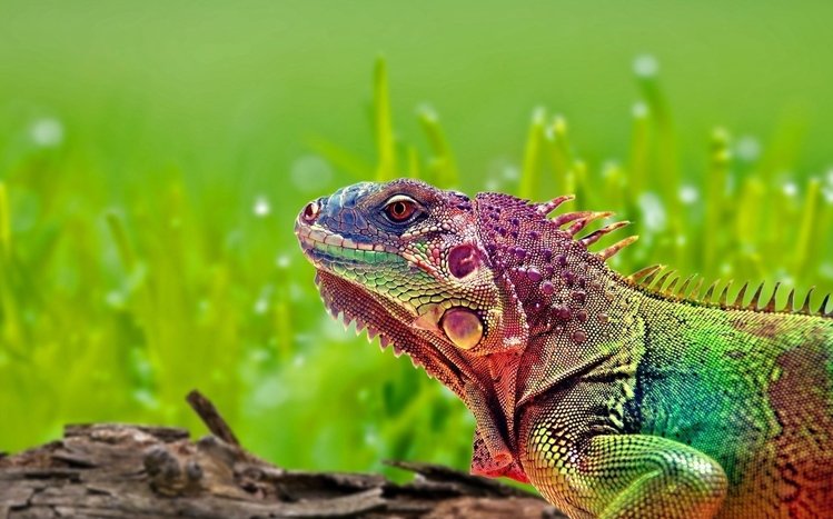 Reptile Theme screenshot #10