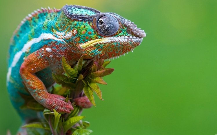 Reptile Theme screenshot #13