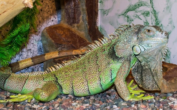 Reptile Theme screenshot #5