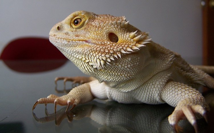 Reptile Theme screenshot #8