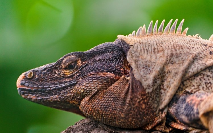 Reptile Theme screenshot #9