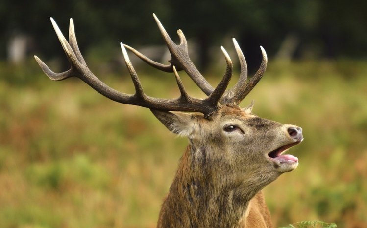 Elk Theme screenshot #11