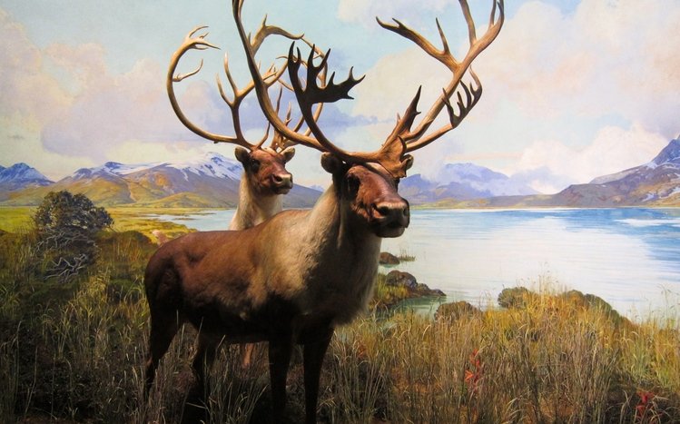 Elk Theme screenshot #13