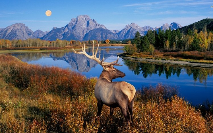 Elk Theme screenshot #15