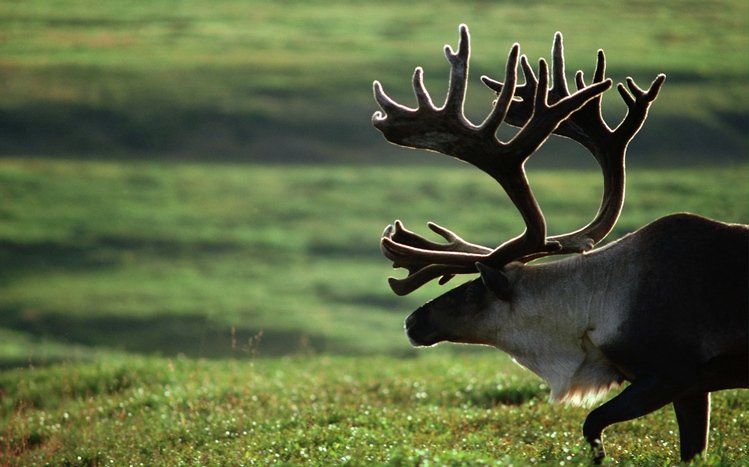 Elk Theme screenshot #4