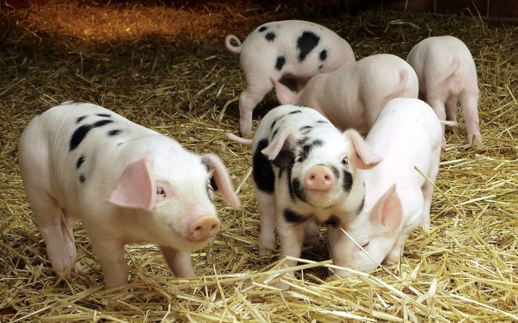 Pig Theme screenshot #11