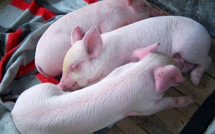 Pig Theme screenshot #12