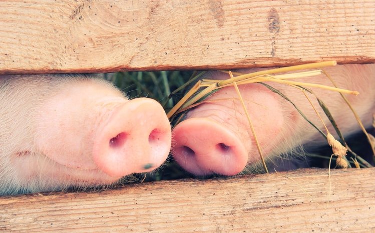 Pig Theme screenshot #6