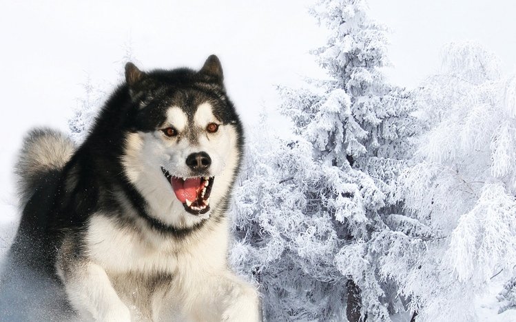 Siberian Husky Theme screenshot #10