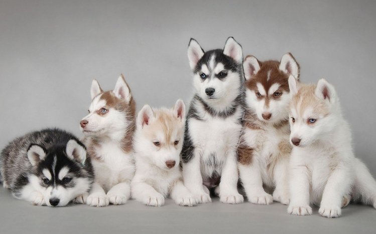 Siberian Husky Theme screenshot #11