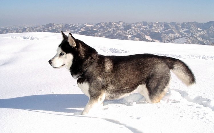 Siberian Husky Theme screenshot #9