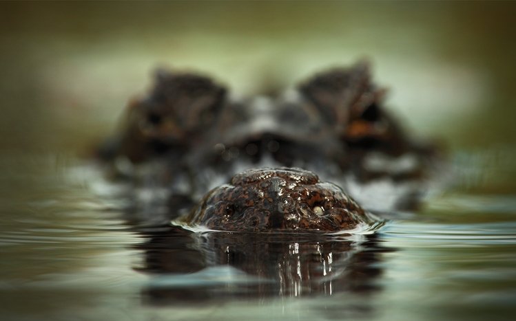 Alligator Theme screenshot #11