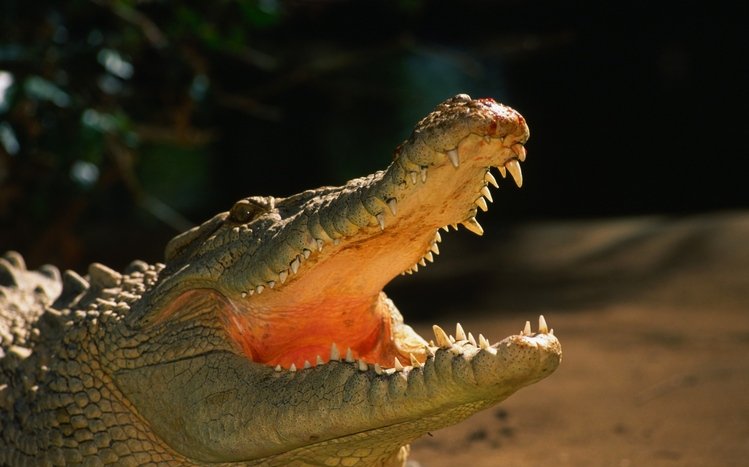 Alligator Theme screenshot #4