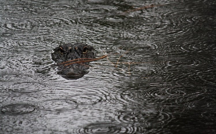 Alligator Theme screenshot #5