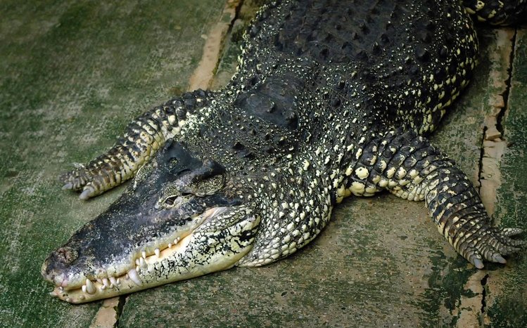 Alligator Theme screenshot #8