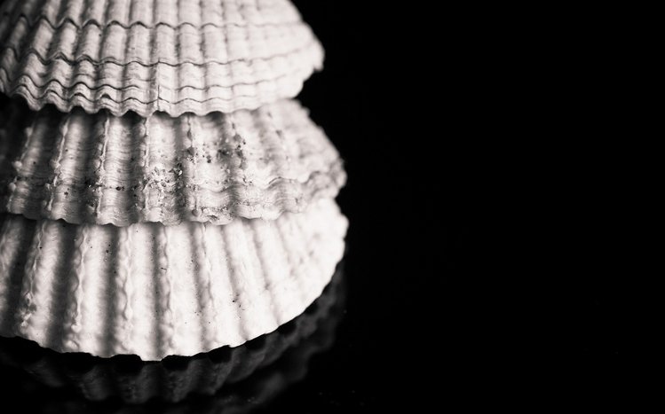 Shell Theme screenshot #13