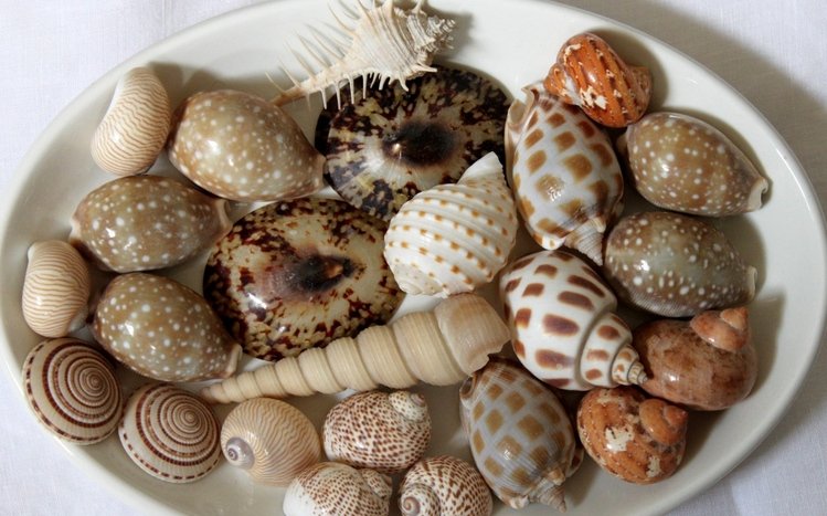 Shell Theme screenshot #15