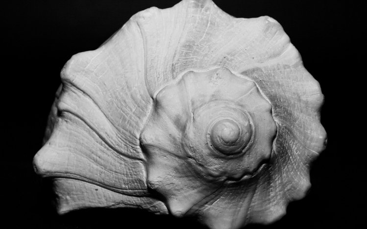 Shell Theme screenshot #18