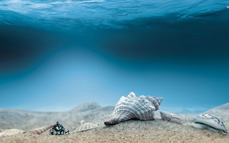 Shell Theme screenshot #29