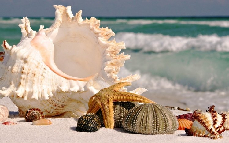 Shell Theme screenshot #5