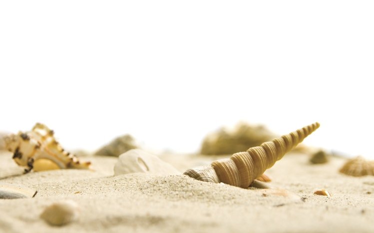 Shell Theme screenshot #6