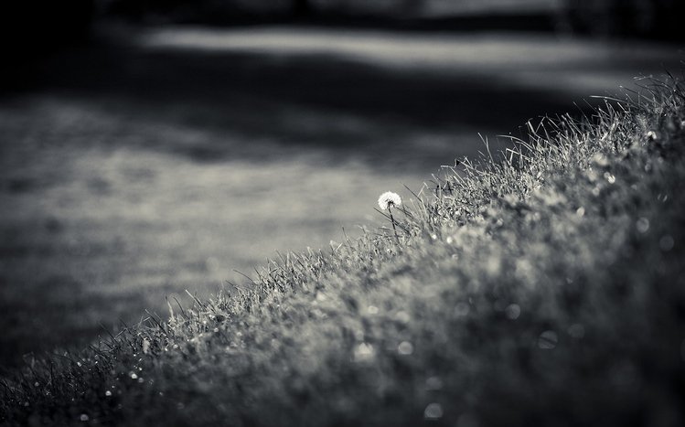 Black And White  Theme screenshot #12