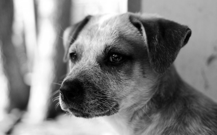 Black And White  Theme screenshot #10