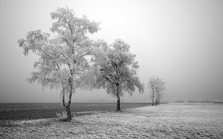 Black And White  Theme screenshot #4