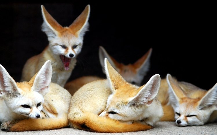 Cute Theme screenshot #2