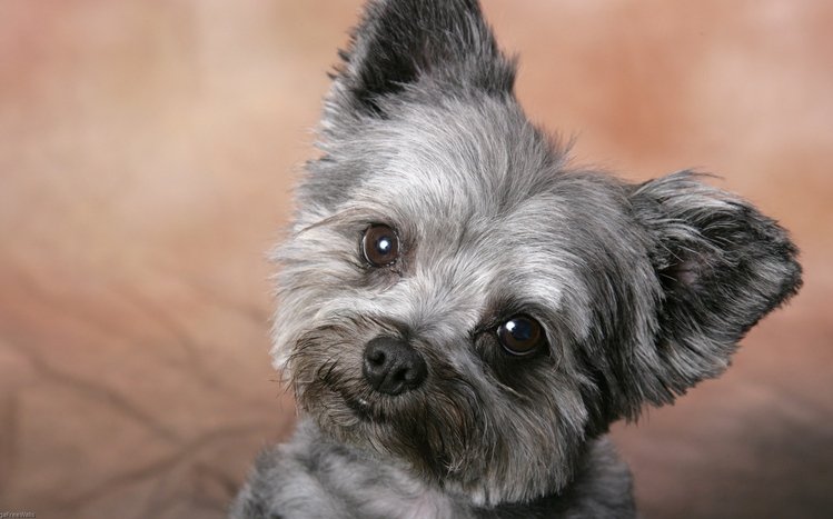 Cute Theme screenshot #11