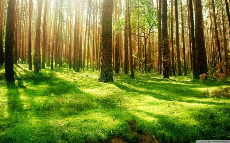 Beautiful  Theme screenshot #8