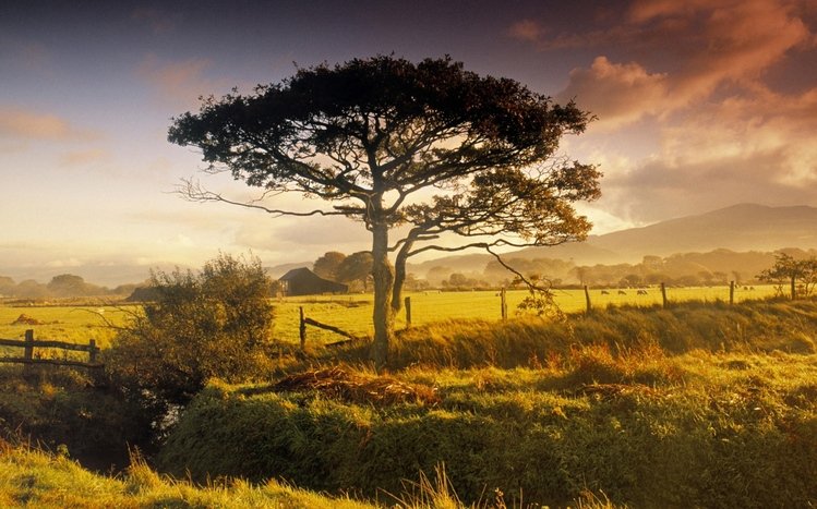 Nature Theme screenshot #2