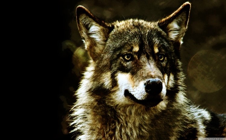 Wolf Theme screenshot #5