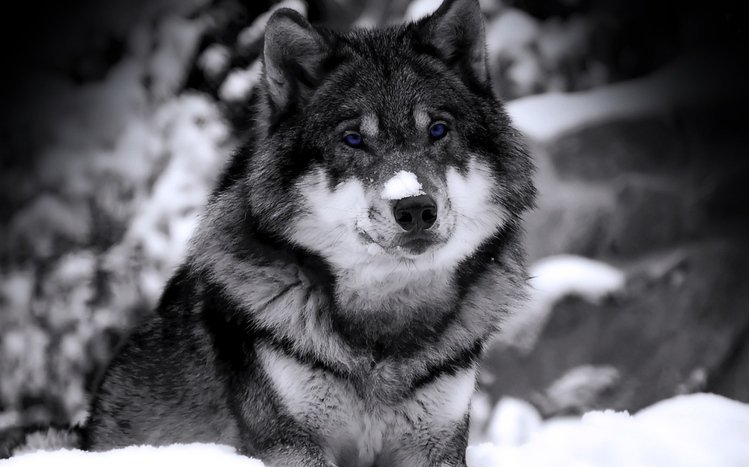 Wolf Theme screenshot #15