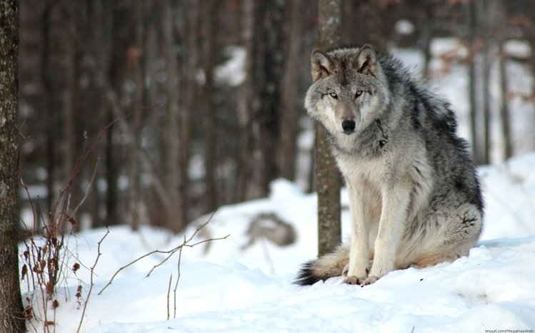 Wolf Theme screenshot #8