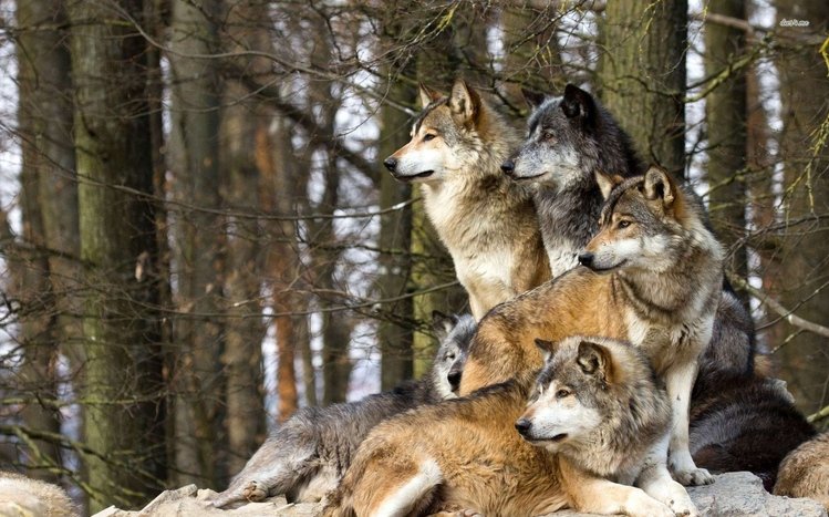 Wolf Theme screenshot #16