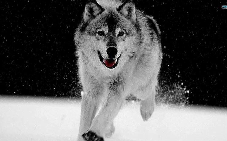 Wolf Theme screenshot #14