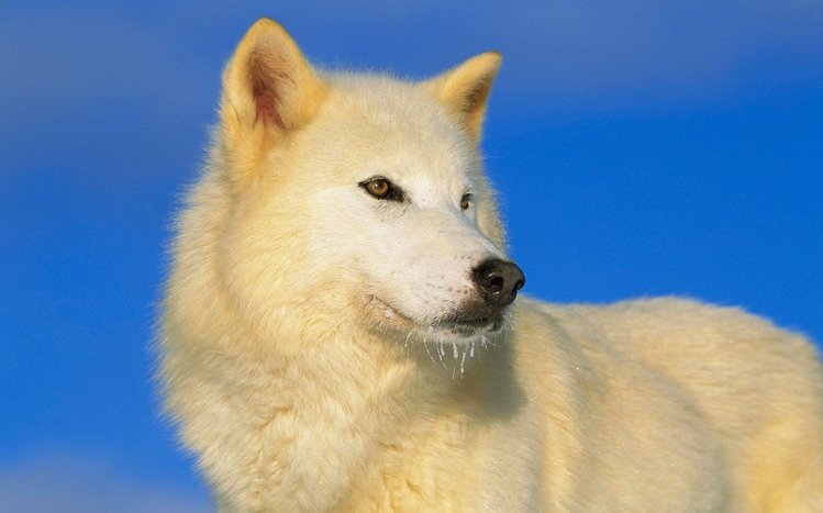 Wolf Theme screenshot #7