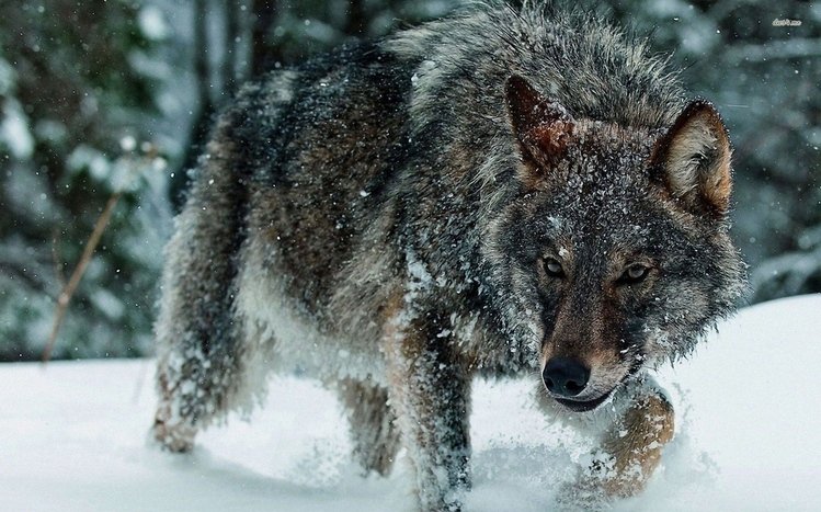 Wolf Theme screenshot #17