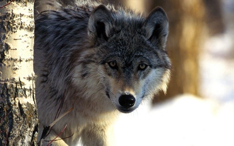 Wolf Theme screenshot #4