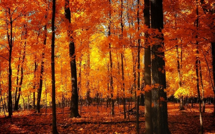 Autumn Theme screenshot #5