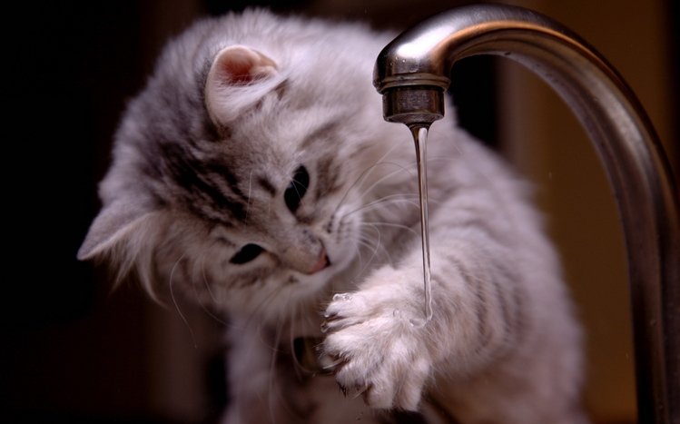 Сat Theme screenshot #5