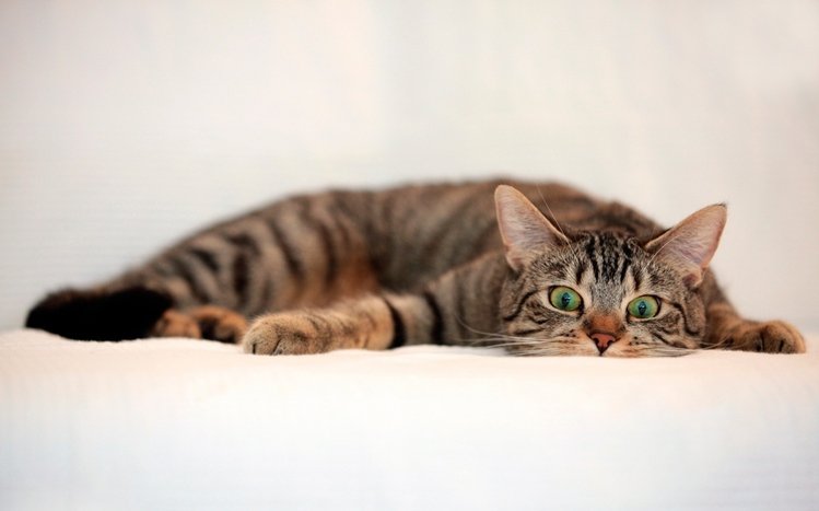 Сat Theme screenshot #7